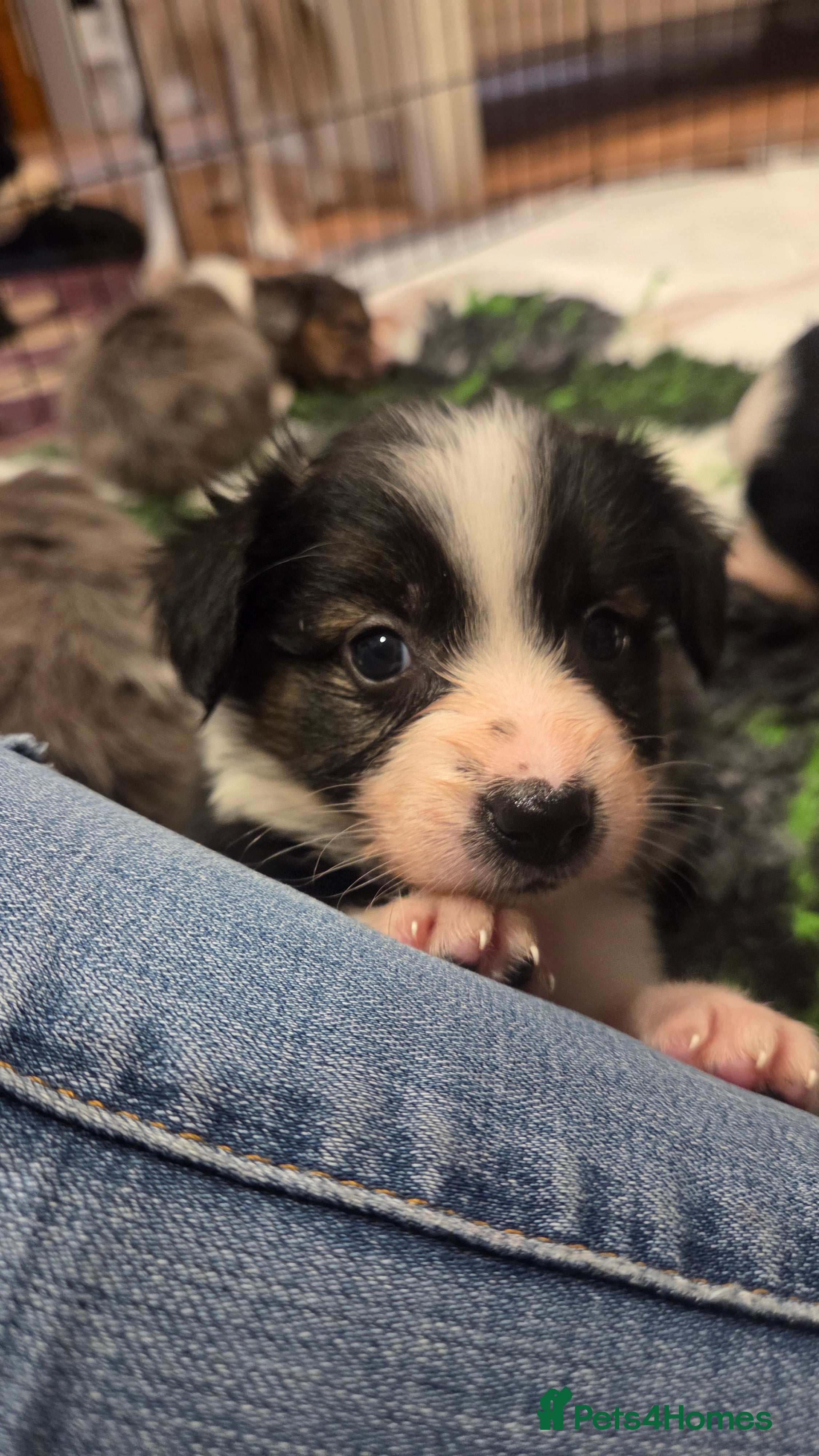 Mixed Breed dogs Borderpap puppies - Advert 1