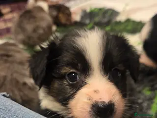 Mixed Breed dogs Borderpap puppies - Advert 2