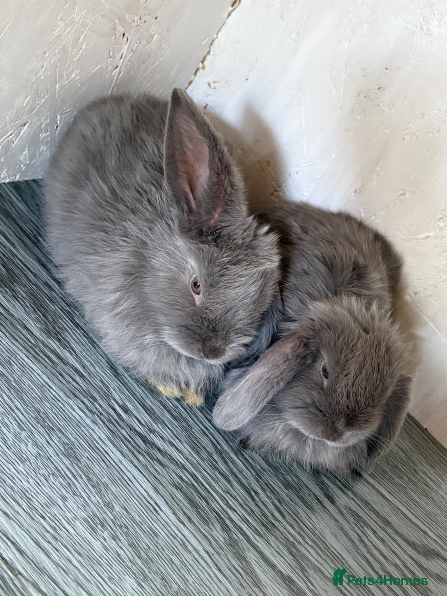 Mini Lop rabbits Mini lop bunnies  - Advert 20