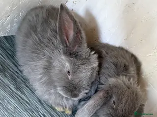 Mini Lop rabbits Mini lop bunnies ready to find their new homes - Advert 1