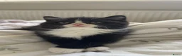 British Shorthair cats for sale: Beautiful & Healthy British Shorthair Kittens - Advert 12
