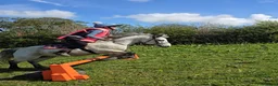 Irish Cob horses for sale: Welsh grey gelding 12hh bold, brave & safe - Advert 5