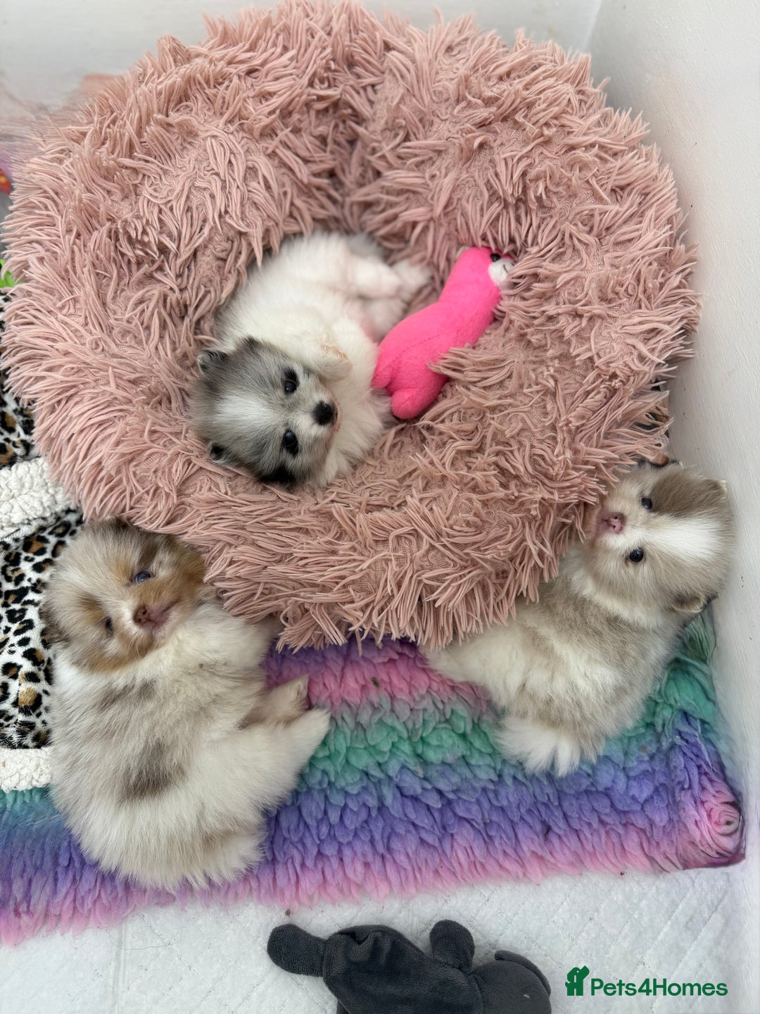 Pomeranian dogs for stud: Lilac and orange tan teddy Bear🪻🍊 - Advert 17