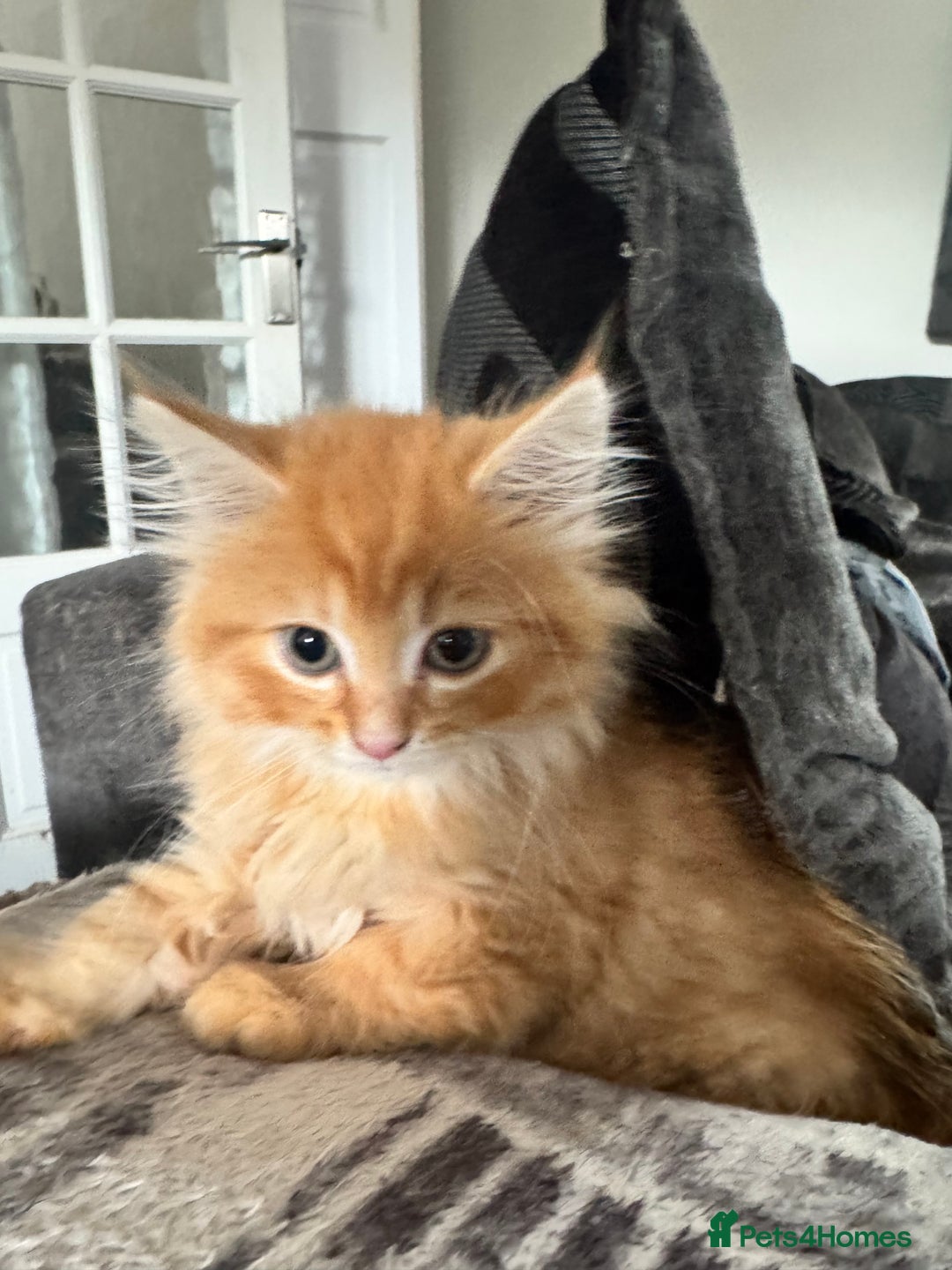 Maine Coon cats for sale: Adorable MaineCoon Ragdoll Cross Kittens Ready Now - Image 18
