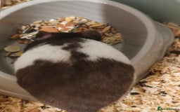 Hamster rodents for sale: Syrian Hamster Female, Cage, Accessories  - Image 2