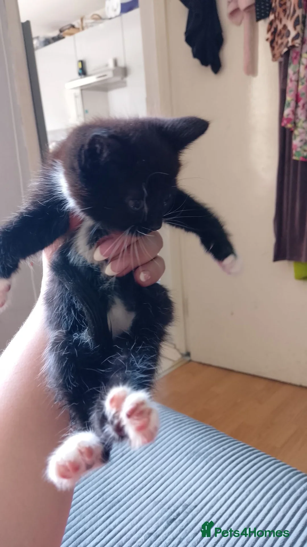 Mixed Breed cats for sale: Kittens - Advert 17