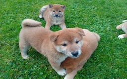 Japanese Shiba Inu dogs for sale: Japanese shiba inu puppies for sale, kc reg.  - Image 5