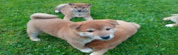 Japanese Shiba Inu dogs for sale: Japanese shiba inu puppies for sale, kc reg.  - Advert 5
