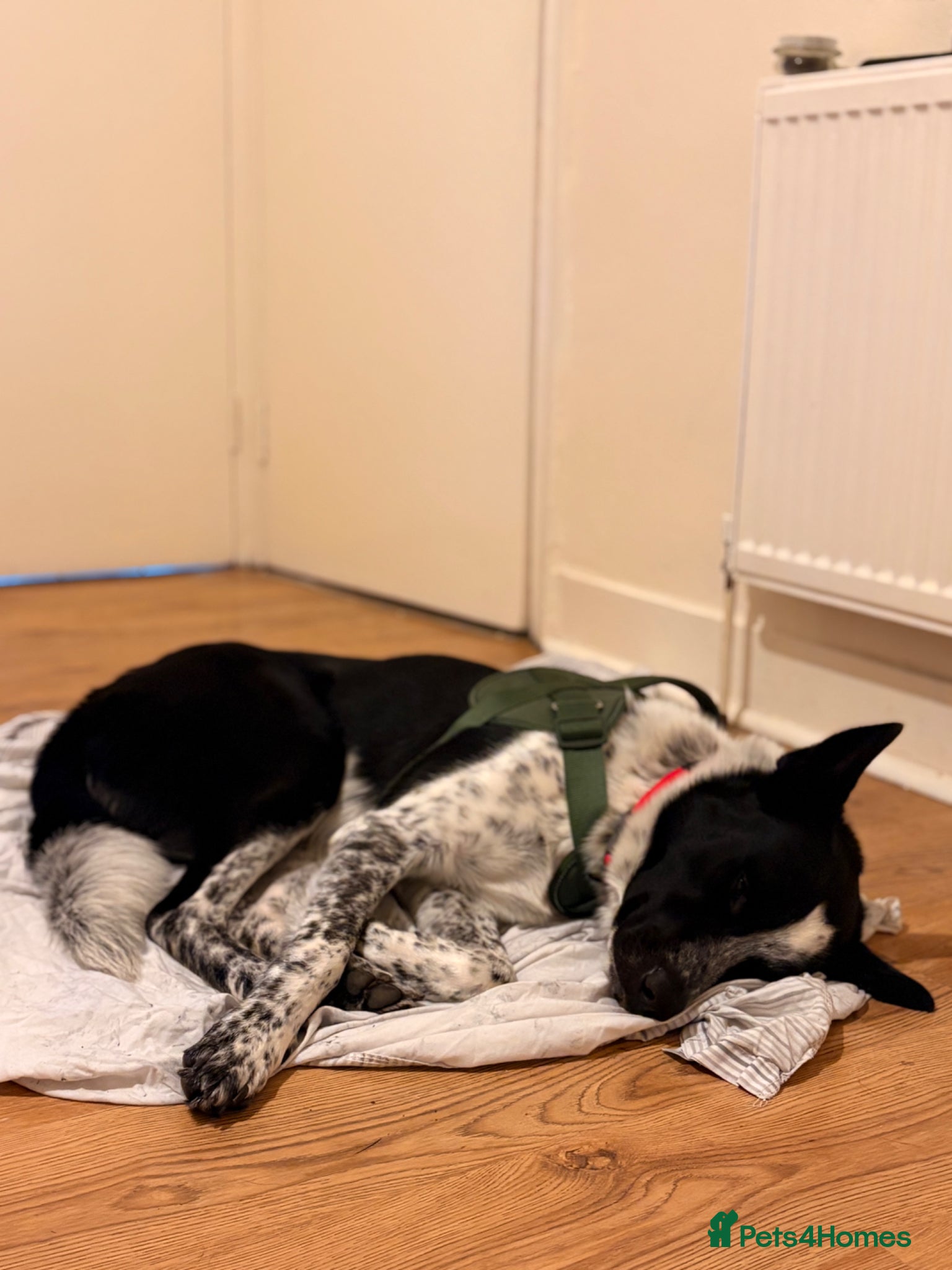 Mixed Breed dogs Urgent home needed tonight  - Advert 5