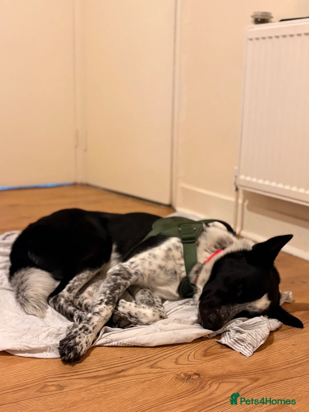 Mixed Breed dogs for sale: Urgent home needed tonight  in London - Advert 1