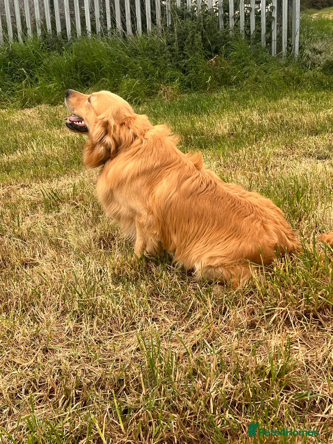 Golden Retriever dogs for stud: Golden retriever stud - Advert 4