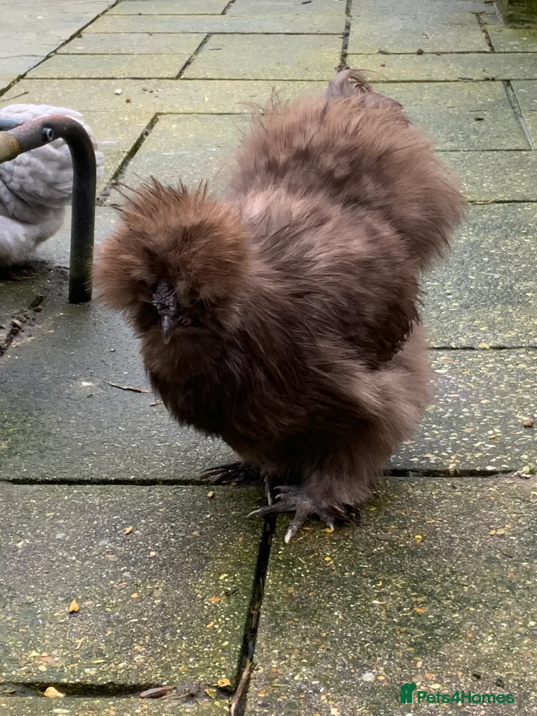 Chickens poultry for sale: USA Silkie boy  - Advert 2