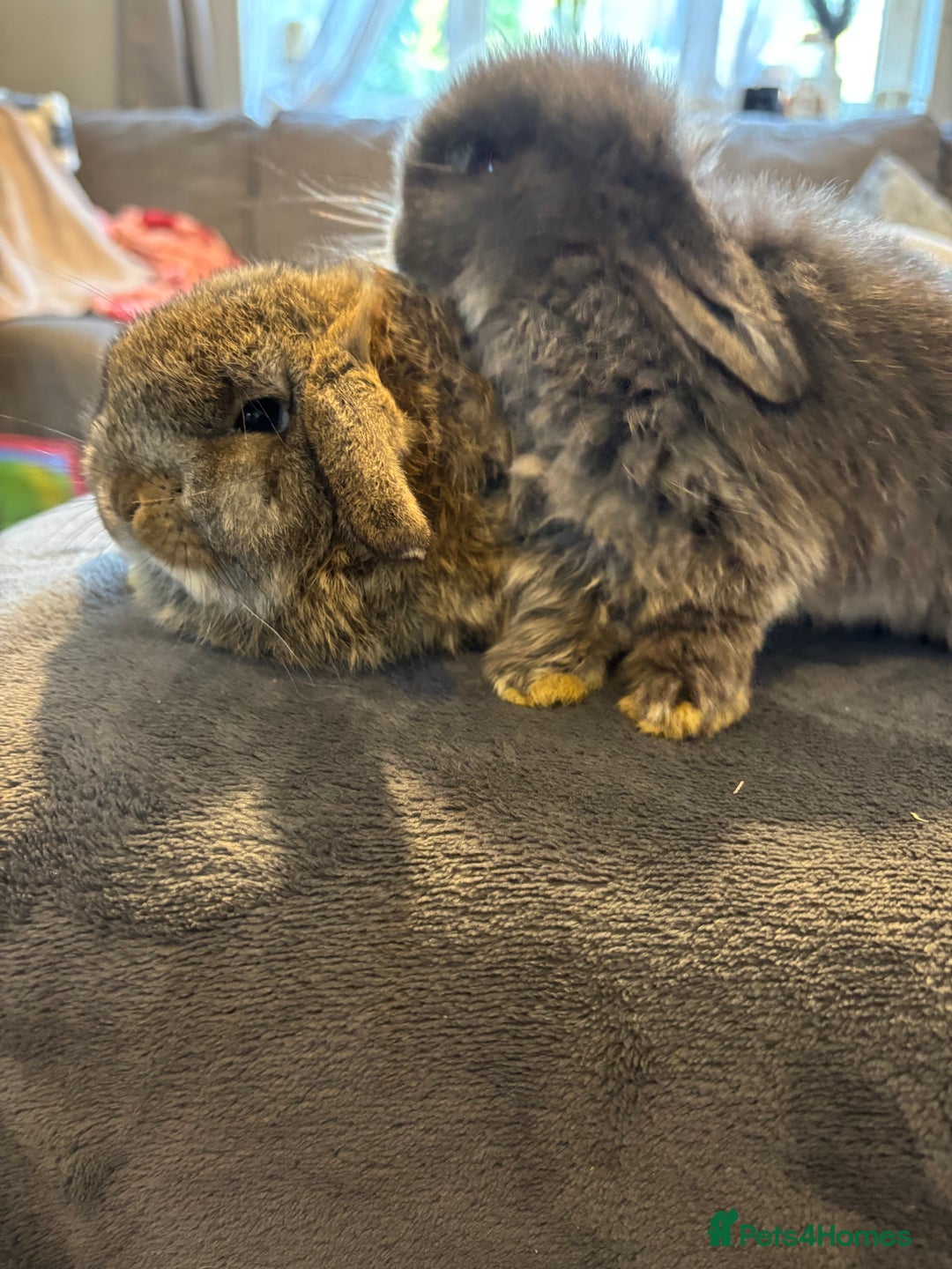 Mini Lop rabbits for sale: 2 babies available  - Advert 3