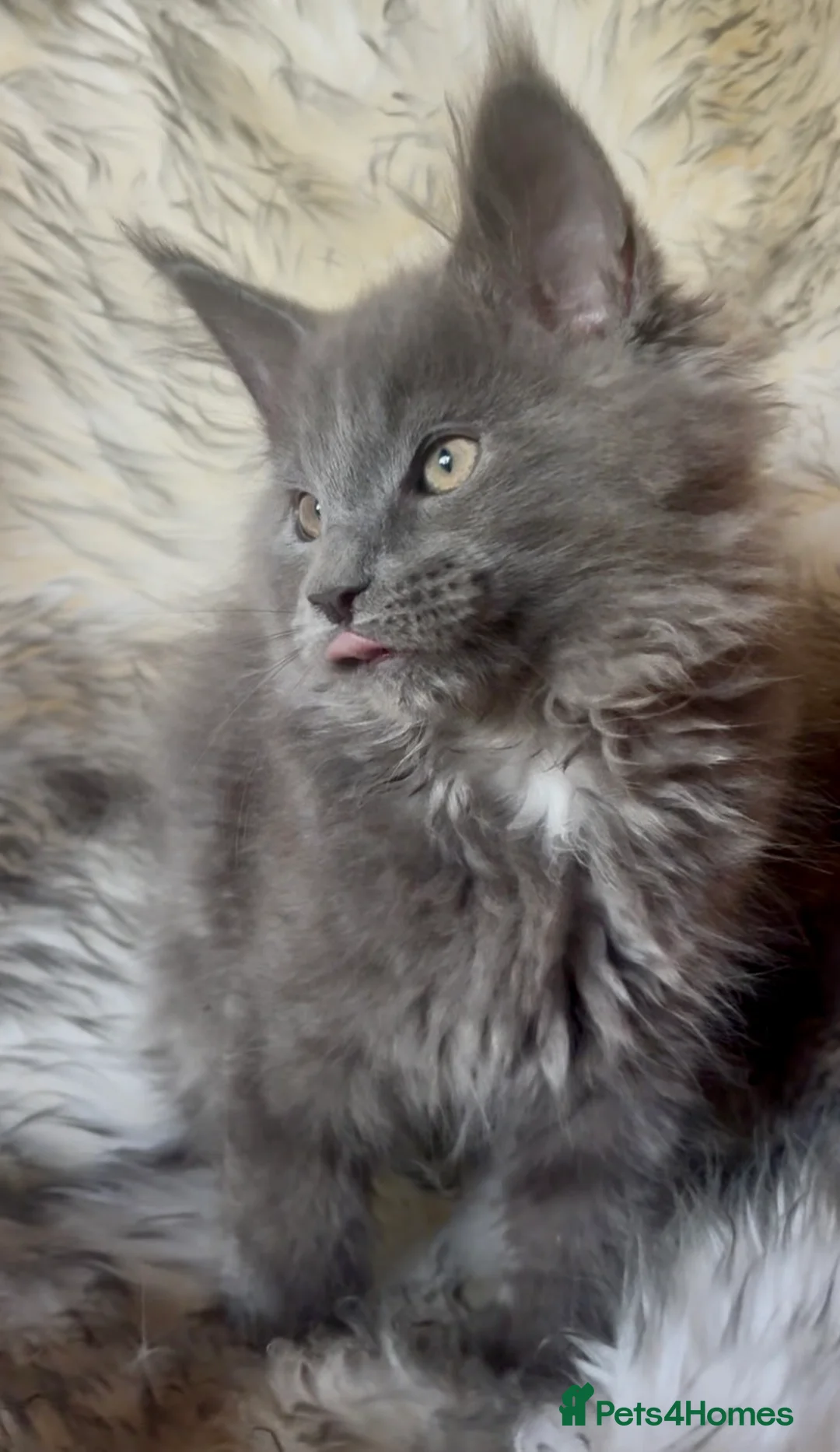 Maine Coon cats for sale: 🐾 Show Quality GCCF Registered Maine Coon Kittens - Advert 9