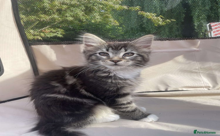 Maine Coon cats in Alford - Advert 17