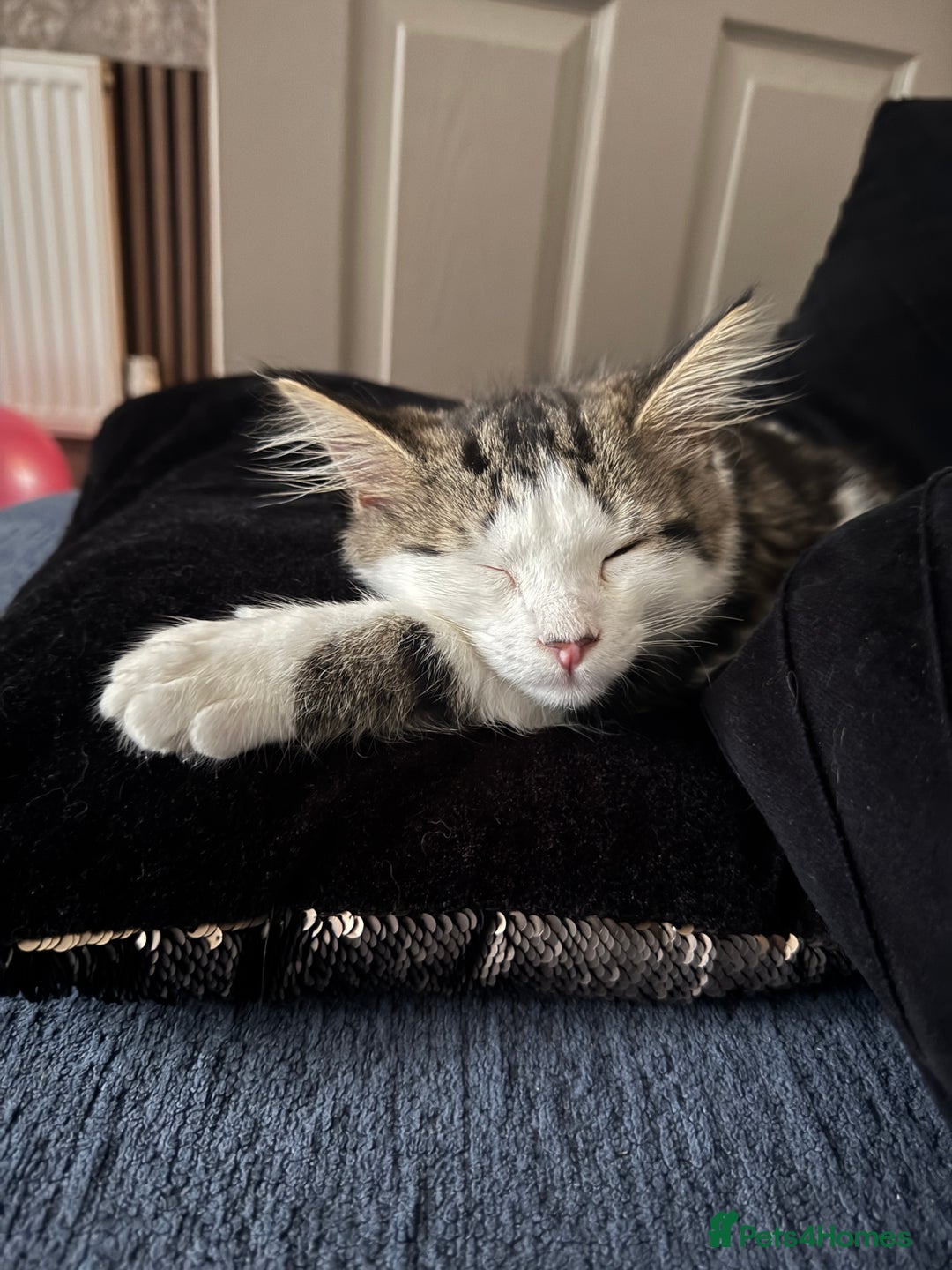 Turkish Angora cats for sale: Turkish Ankora male 6 month old - Advert 2