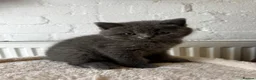 Scottish Fold cats for sale: Beautiful Scottish Fold & British Shorthair - Advert 3