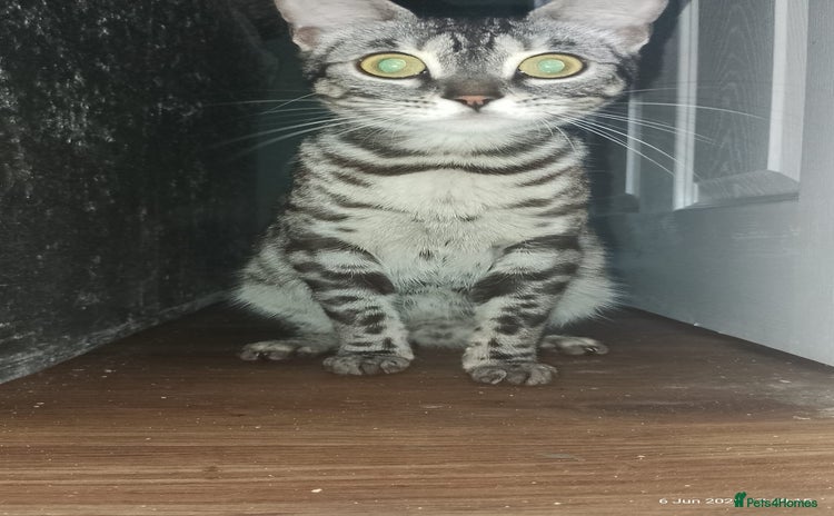 Bengal cats - Advert 5