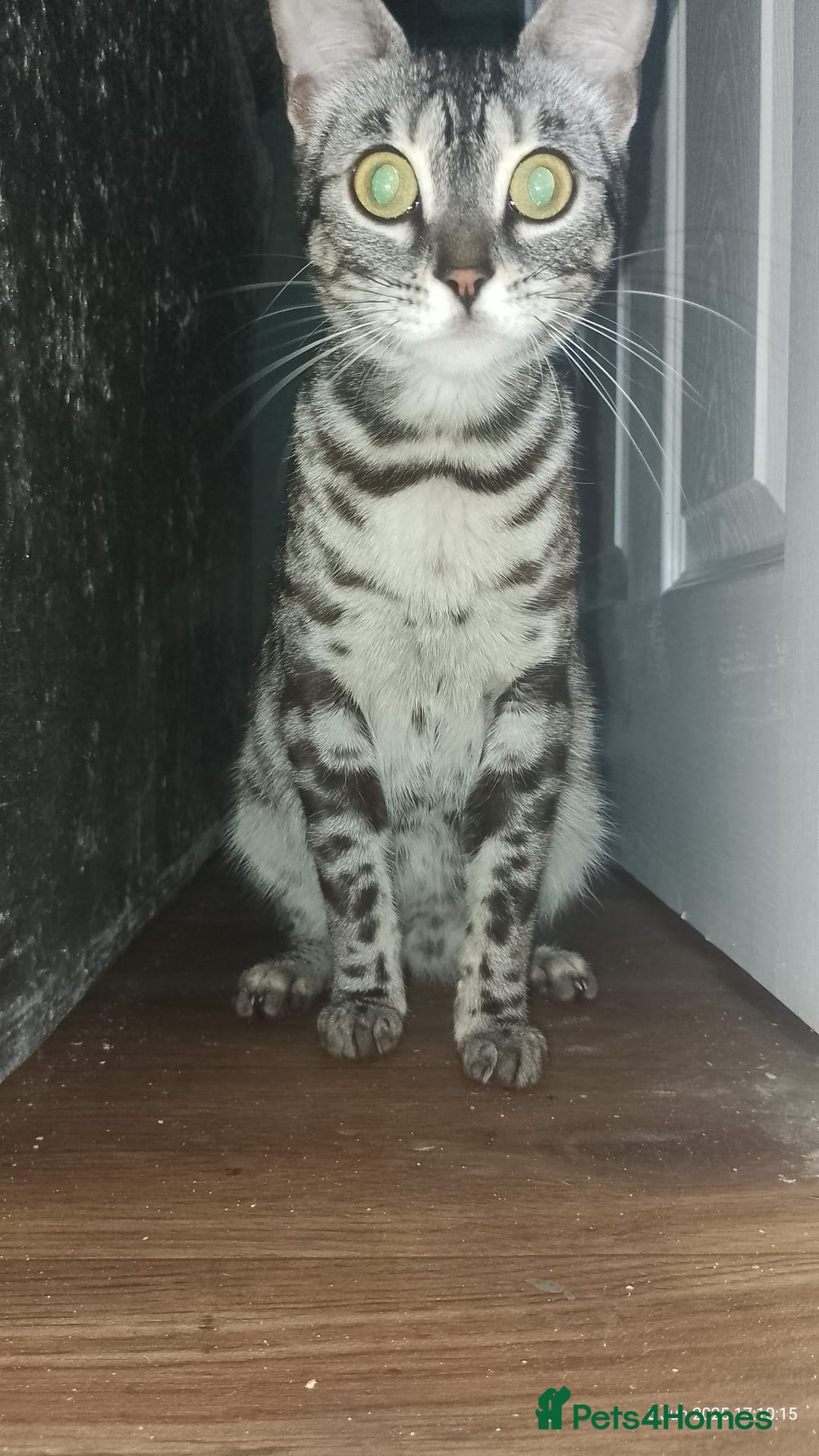Bengal cats for sale: Pixie female Bengal  - Image 1
