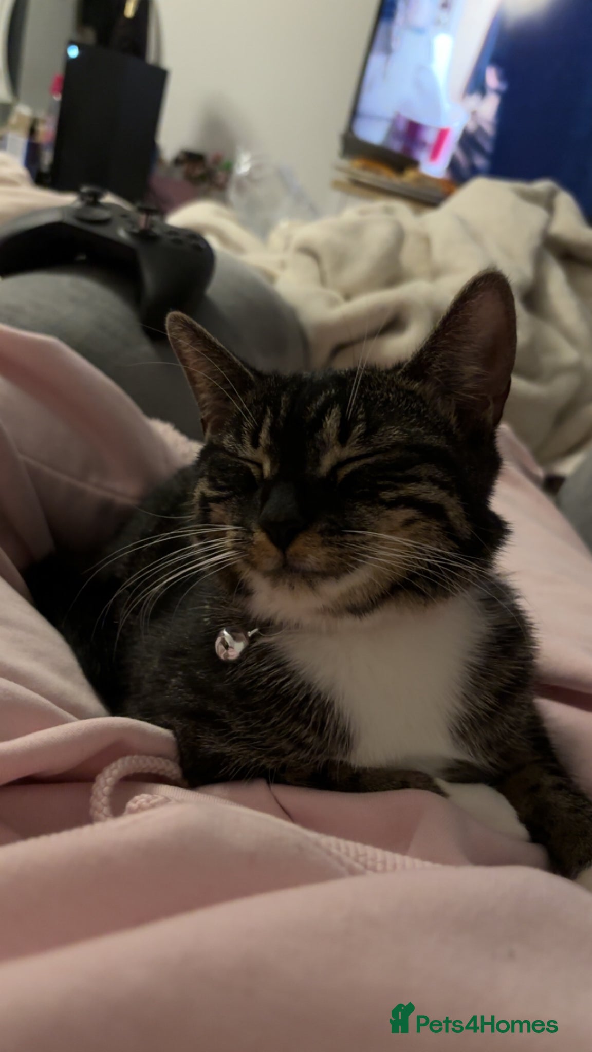 Domestic Shorthair cats Cat for sale  - Advert 4