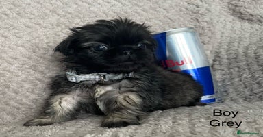 Mixed Breed dogs - Advert 16