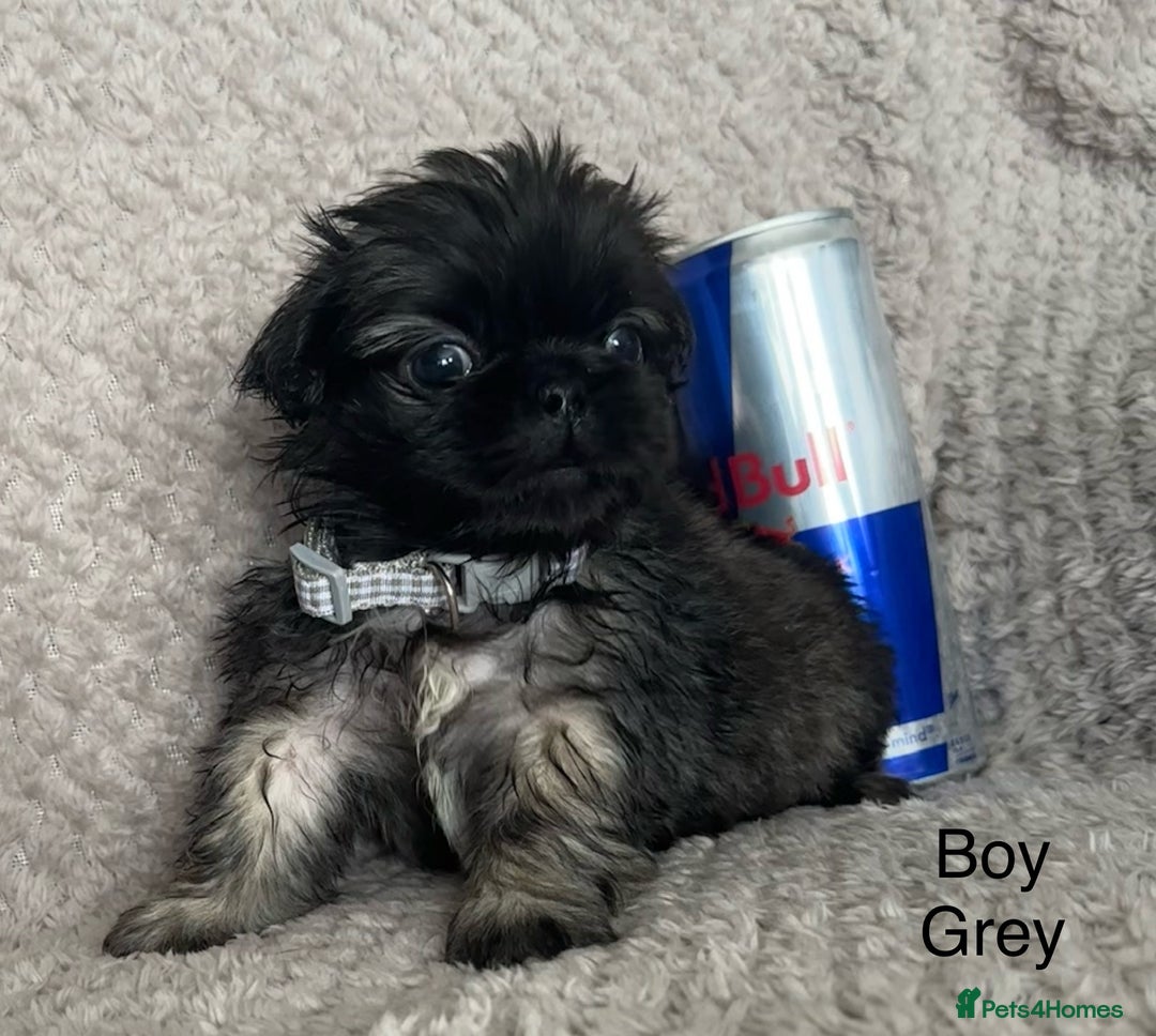 Mixed Breed dogs for sale: Tiny Pugingese pups  - Image 8