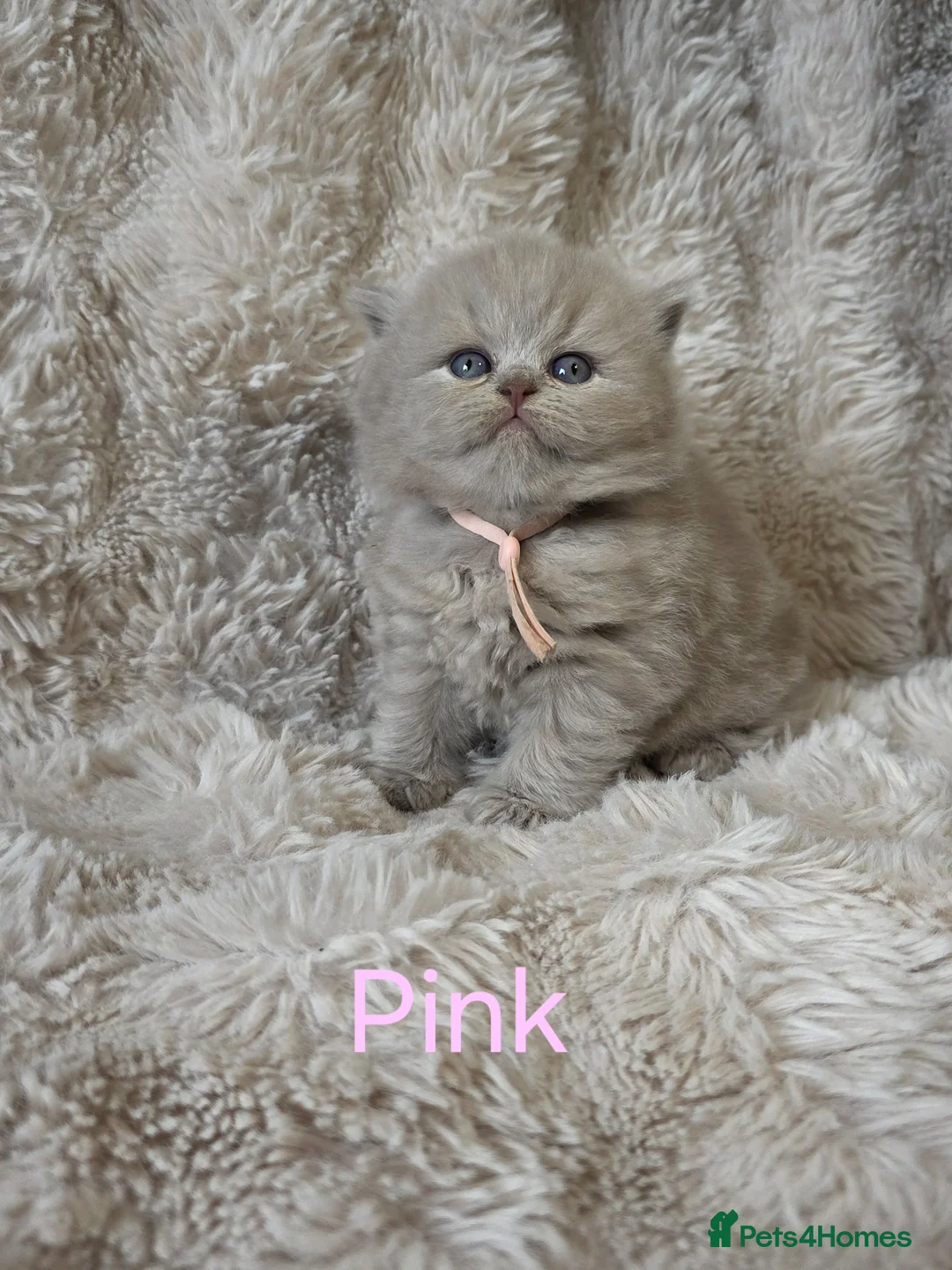British Shorthair cats for sale: Gorgeous British Shorthair & Longhair - Advert 2