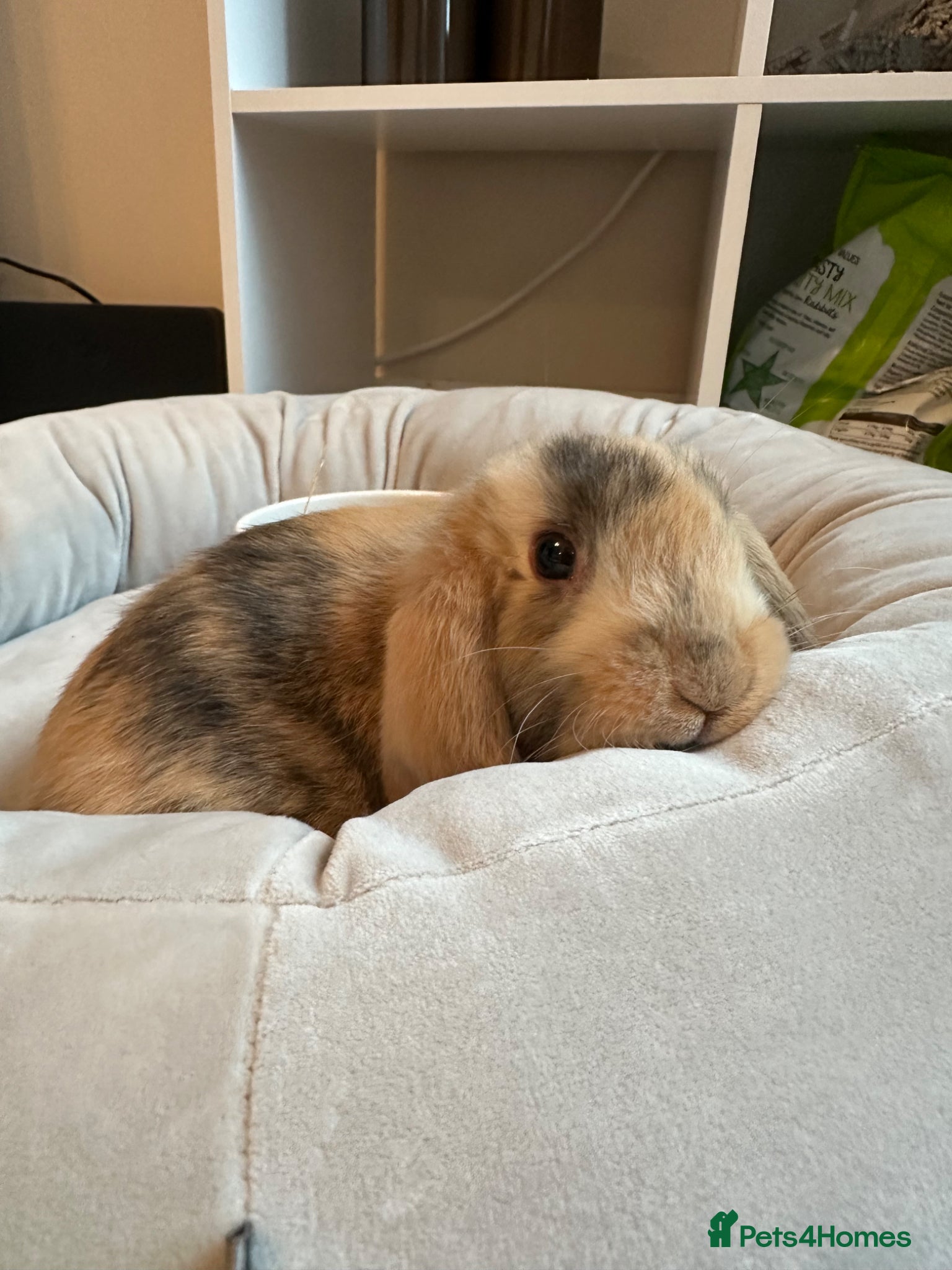 Mini Lop rabbits Beautiful mini lop male rabbit & everything  - Advert 1
