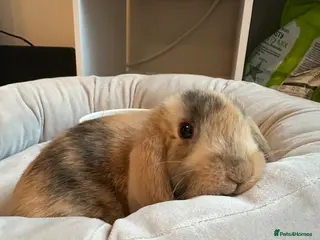 Mini Lop rabbits Beautiful mini lop male rabbit & everything - Advert 1