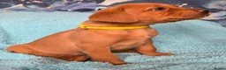 Labrador Retriever dogs for sale: 3 puppies available field trial champs. bloodline - Advert 5