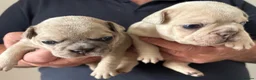 French Bulldog dogs for sale: Beautiful KC Reg French Bulldog Pups - Advert 12