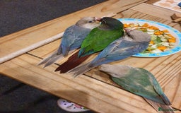 Conures birds for sale: Handreared conures - Image 10