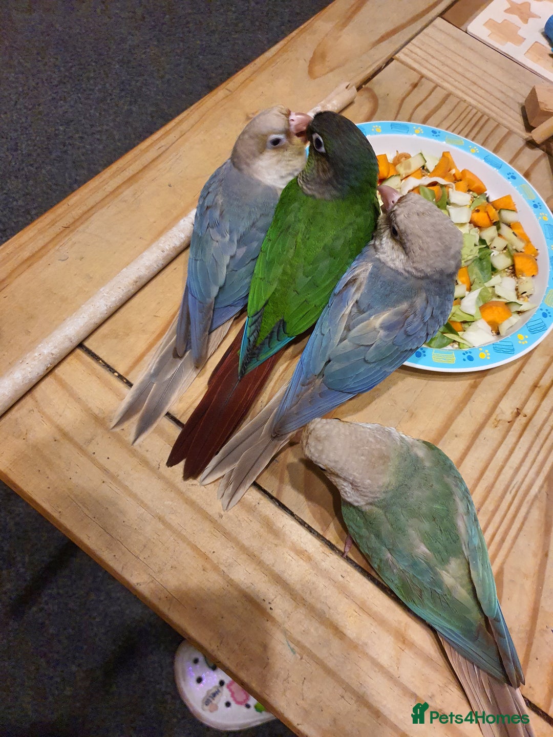 Conures birds for sale: Handreared conures - Image 10