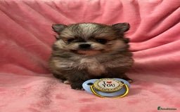 Pomchi dogs for sale: INCREDIBLE Thai/Korean pomchi READY 5th September  - Image 4