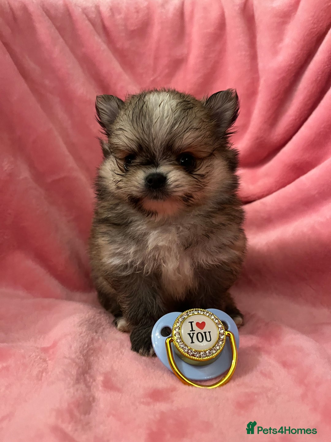 Pomchi dogs for sale: INCREDIBLE Thai/Korean pomchi READY 5th September  - Image 4
