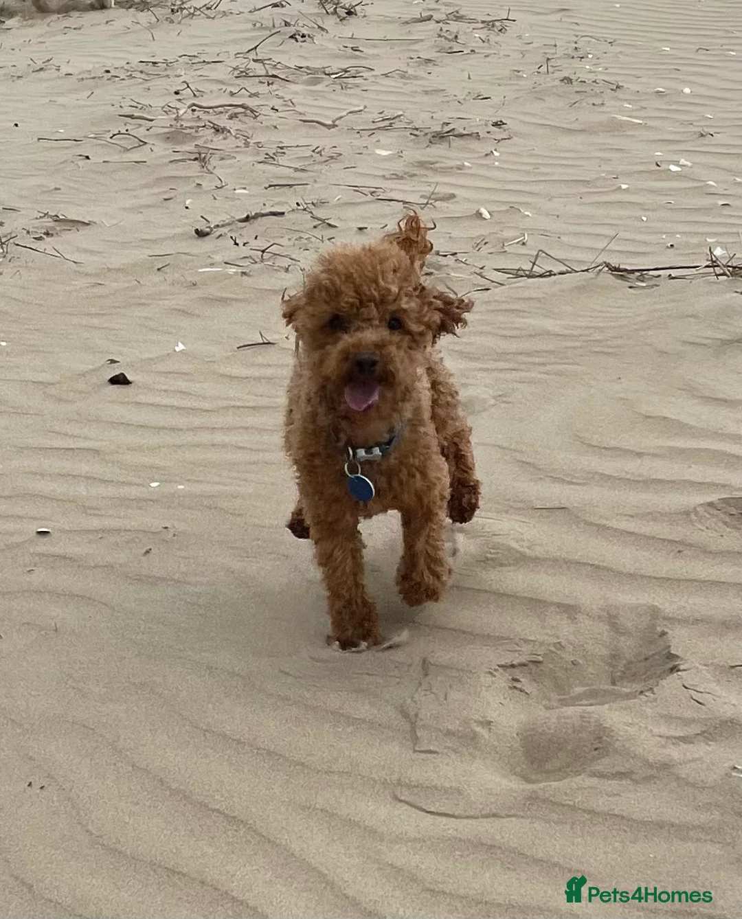 Toy Poodle dogs for stud: 2 RED BOYS FOR STUD in Burry Port - Advert 4