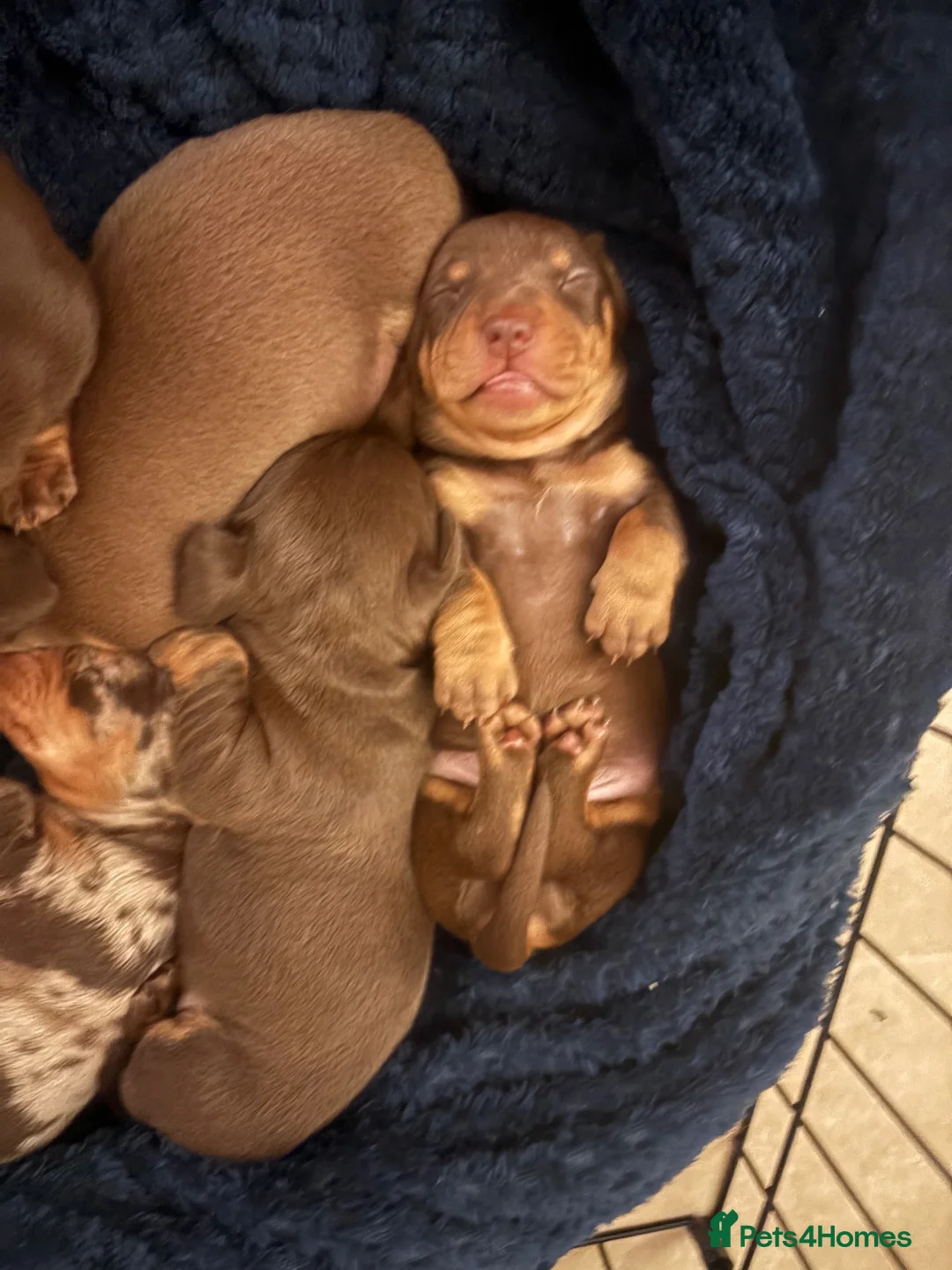 Miniature Dachshund dogs for sale: Smooth haired miniature dacshund - Advert 9