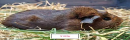 Guinea Pig rodents for sale: Stunning Baby Guine Pigs (sows and boars)  - Advert 10