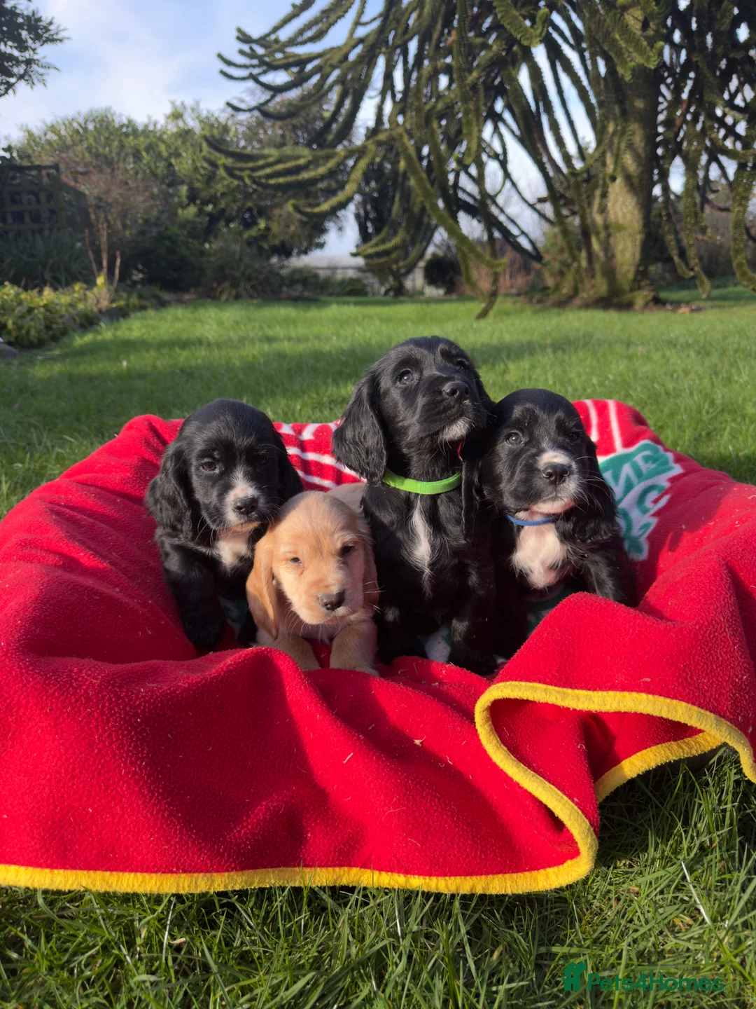 Cocker Spaniel dogs for sale: Adorable KC Registered Cocker Spaniel Puppies - Advert 8