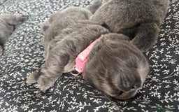 Chow Chow dogs for sale: Beautiful blue chow chow litter 💙 - Image 7