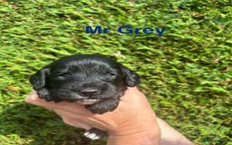 Cockapoo dogs for sale: Gorgeous cockapoo puppies!  - Image 13