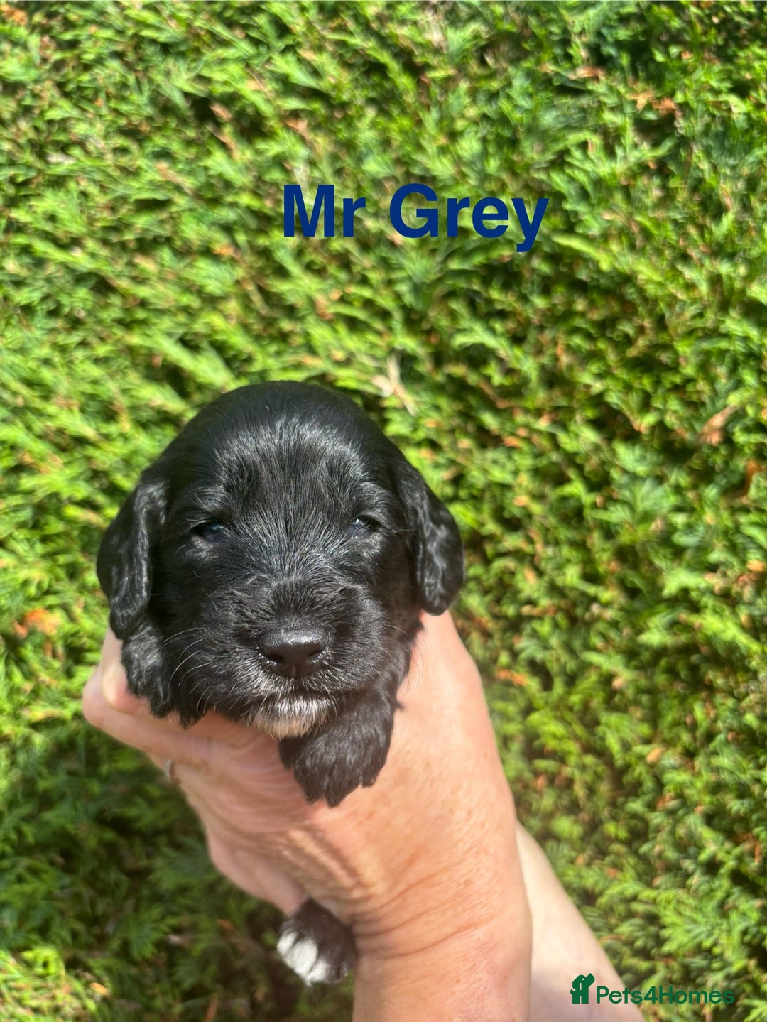 Cockapoo dogs for sale: Gorgeous cockapoo puppies!  - Image 13