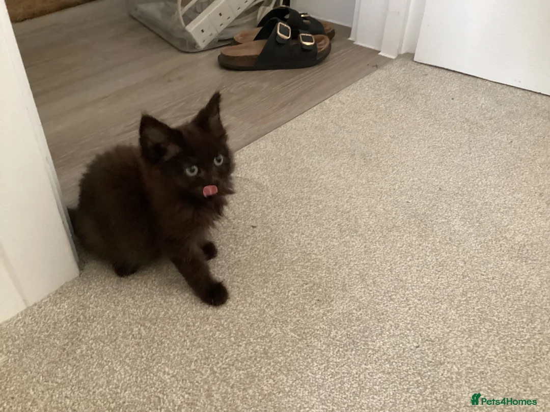 Mixed Breed cats for sale: Beautiful British longhair x Maine coon x kitten  - Advert 10