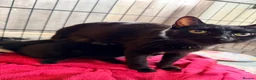 American Shorthair cats for sale: Kittens  - Advert 1