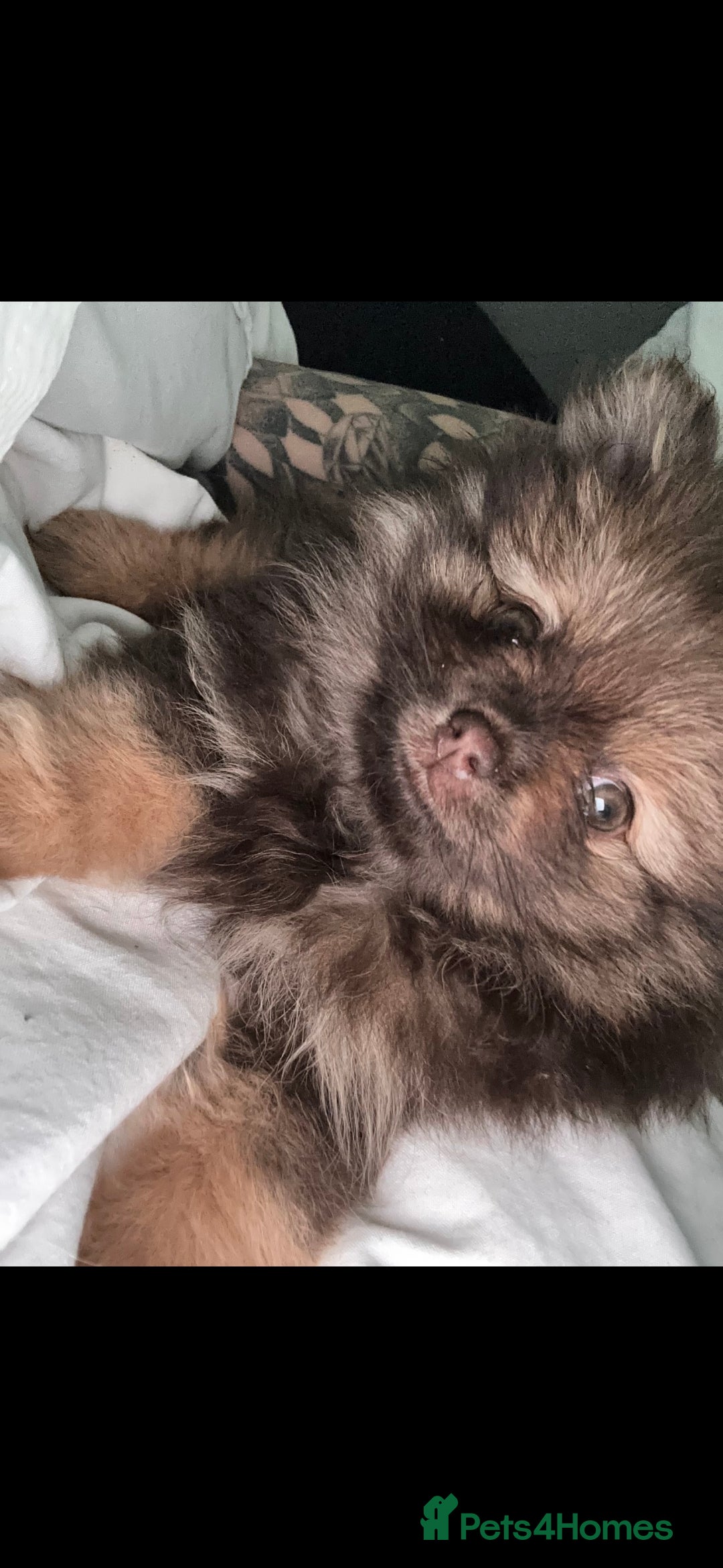 Pomeranian dogs for sale: 5 short snout teddy pom babies  - Image 2