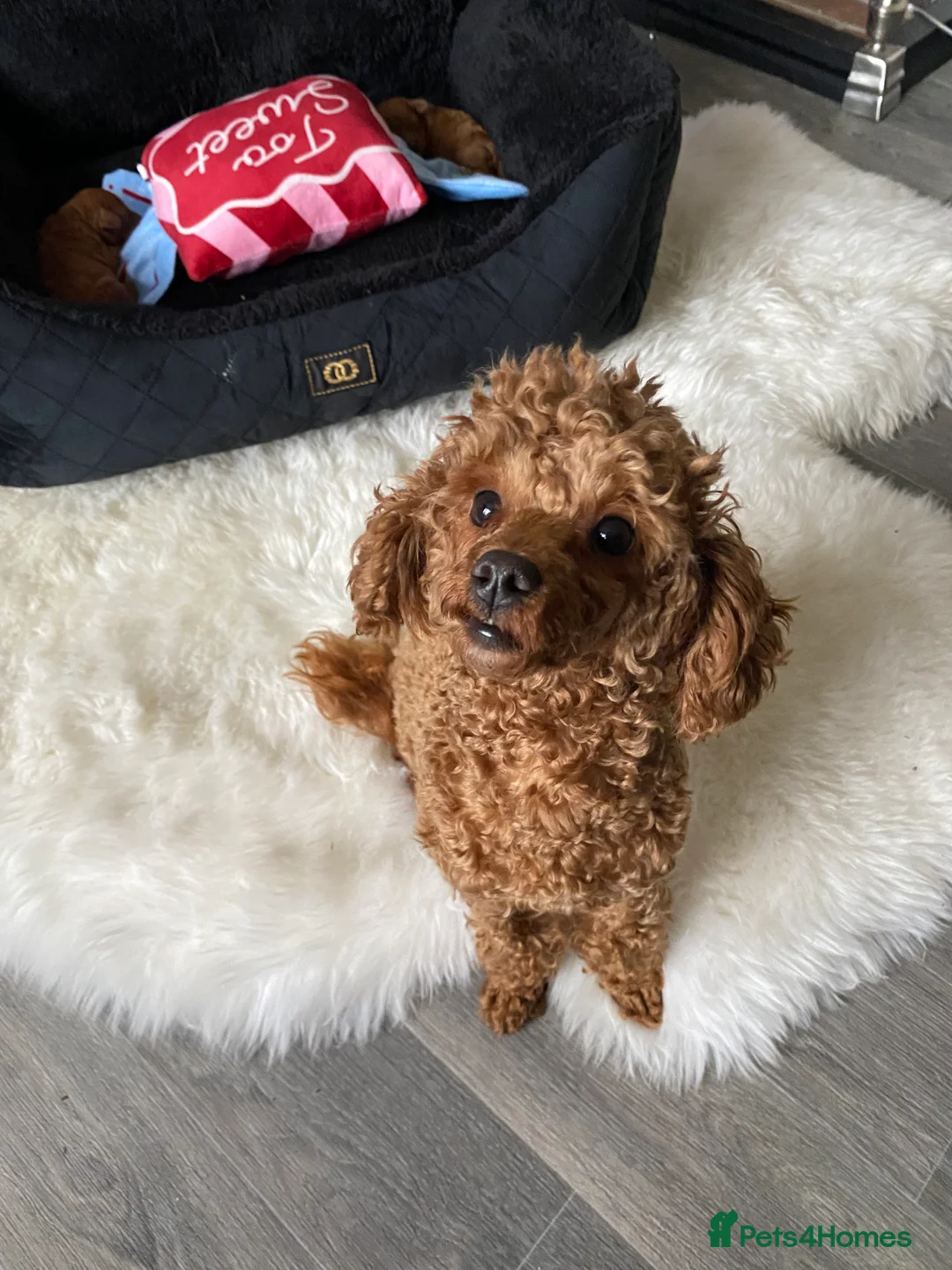 Toy Poodle dogs for sale: Toy poodle (tiny) - Advert 1