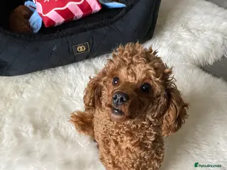 Toy Poodle dogs Toy poodle (tiny) - Advert 2