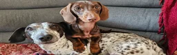 Miniature Dachshund dogs for sale: 9 month old miniature dachshund male in Malvern - Advert 5