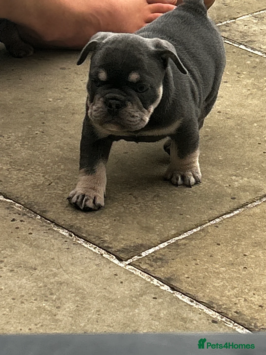 French Bulldog dogs for sale: Beautiful litter of French Bulldog Puppies! - Advert 30
