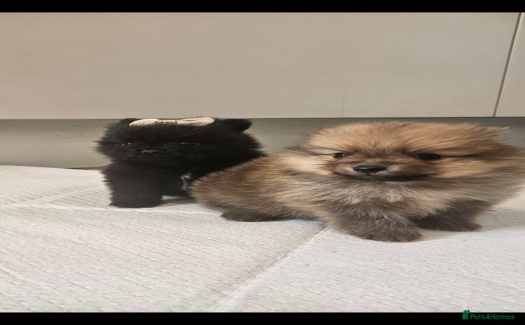 Pomeranian dogs - Advert 3
